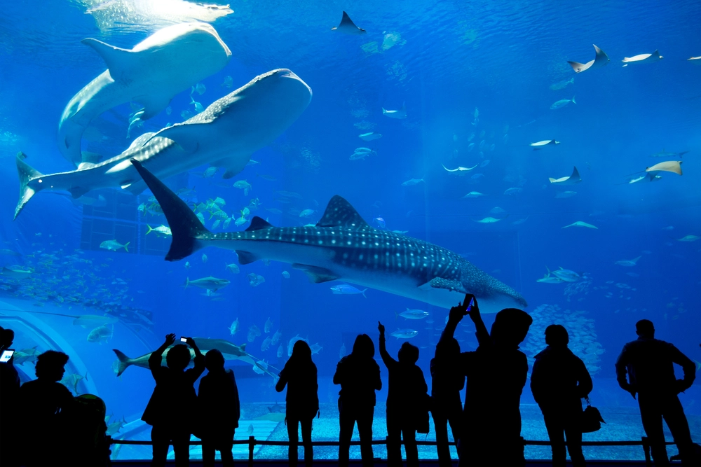  Exploring Marine Life